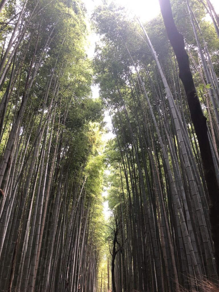 The bamboo grove in Arashiyama outside Kyoto in Japan. The bamboo is tall and green and the sun is just peeking through the tips of the leaves.